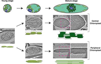 Electron Microscopy Views of Dimorphic Chloroplasts in C4 Plants